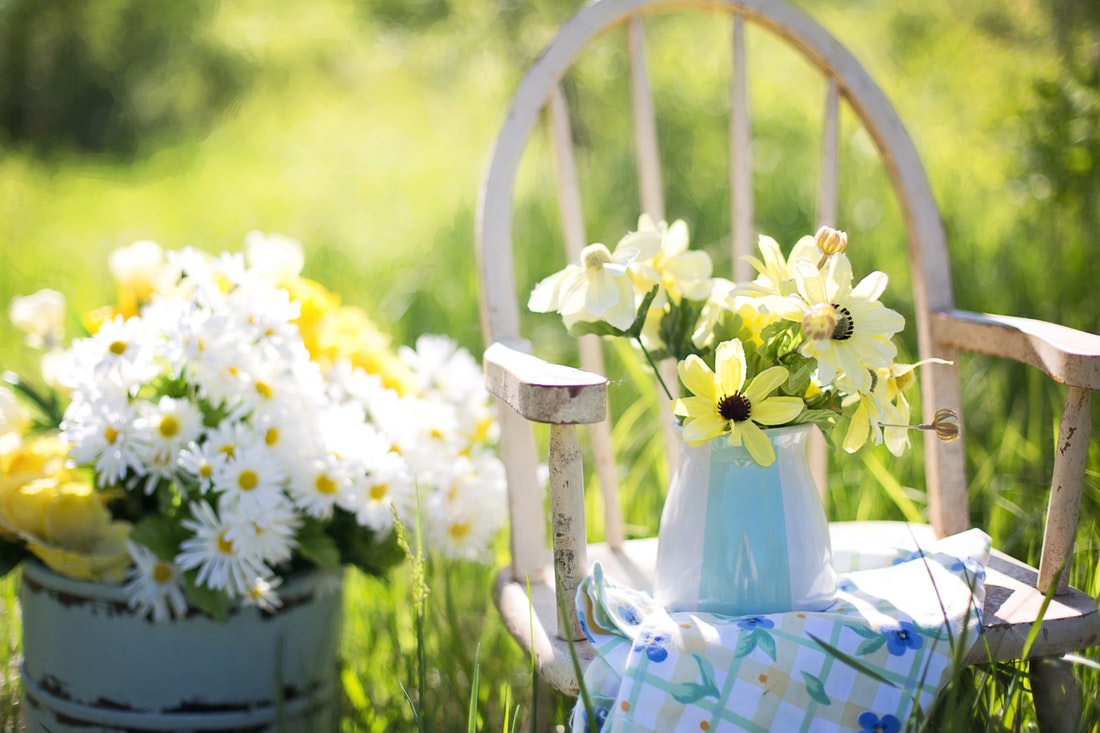 yellow daisies