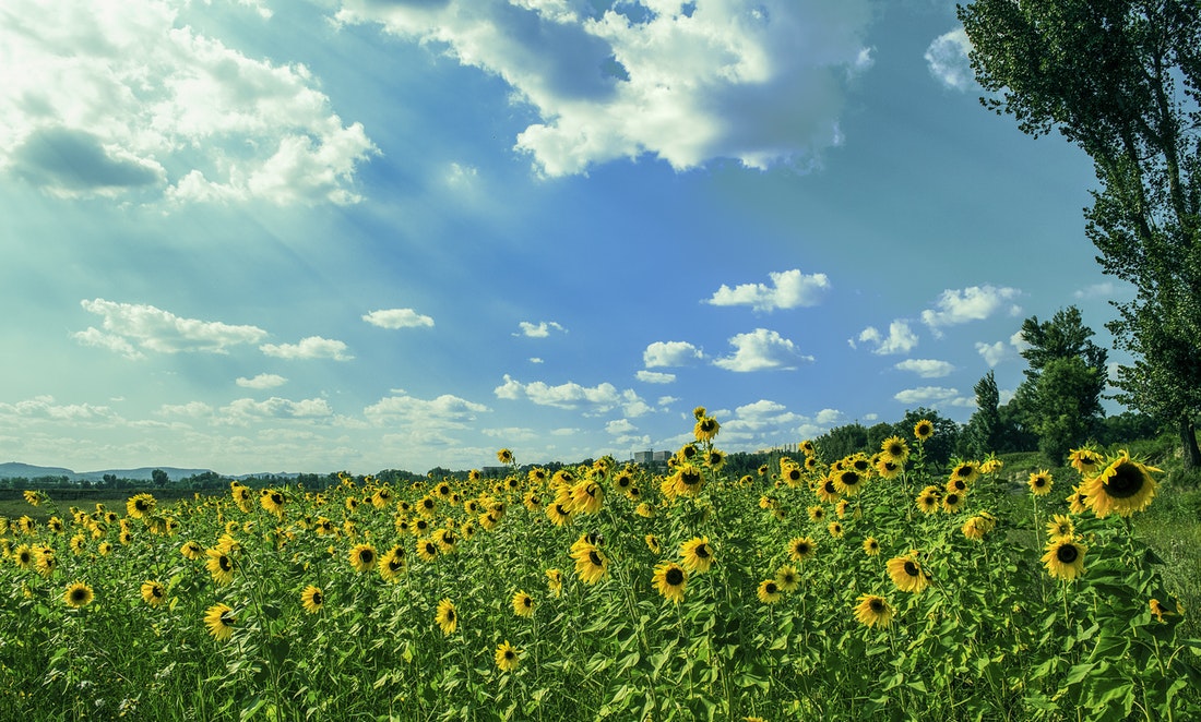 yellow flowers