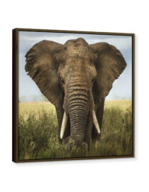 Framed Photo Canvas Print with an elephant picture from Goodprints