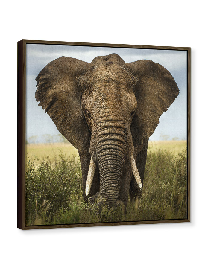 Framed Canvas Prints