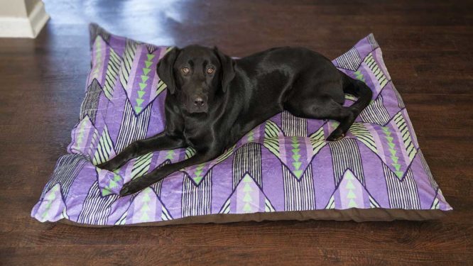 Coming Soon! Custom Indoor and Outdoor Photo Pet Beds 3